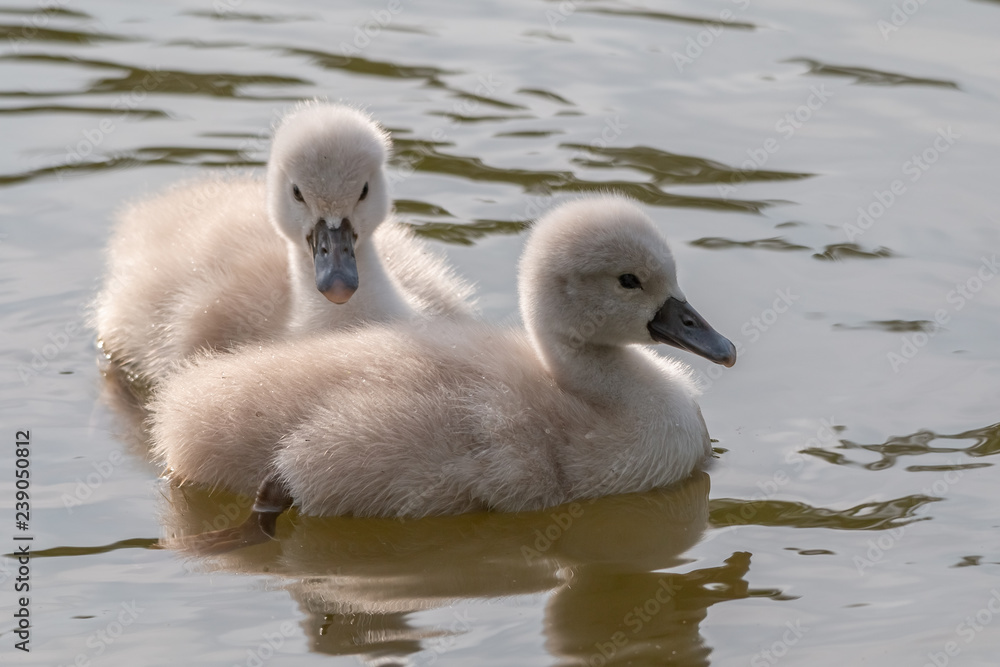 jeune cygne jeune cygne