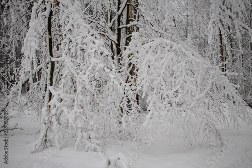 verschneiter Wald beim Tanzplan (Sebnitz)