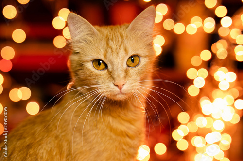 Ginger fluffy cat on the background with warm yellow bokeh. Christmas and New Year theme