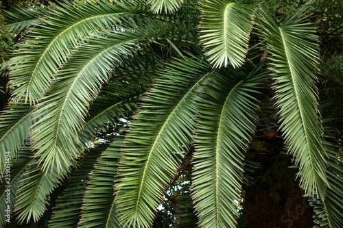 Wallpaper Mural フェニックスの葉 Torontodigital.ca