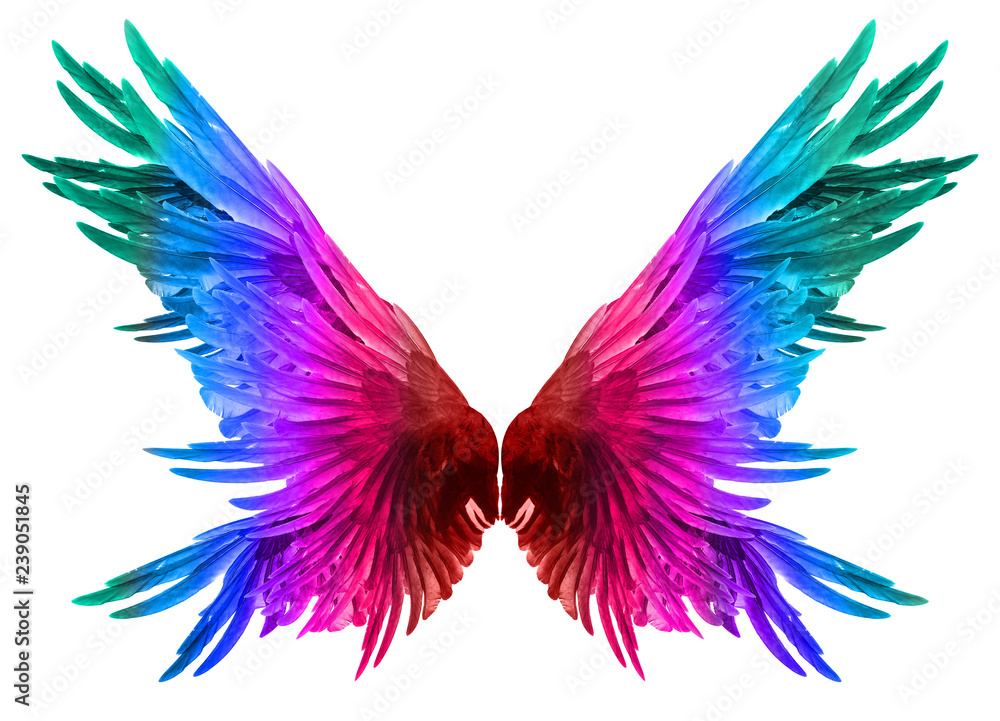 Obraz premium wings on a white background.