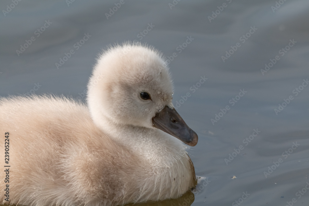 jeune cygne