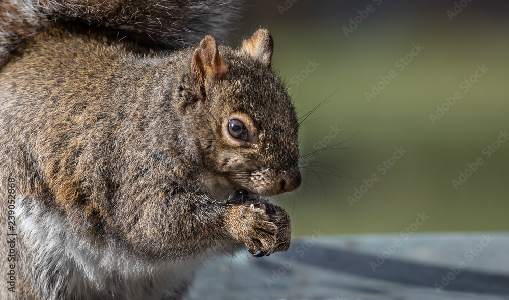 Obraz premium Squirrel