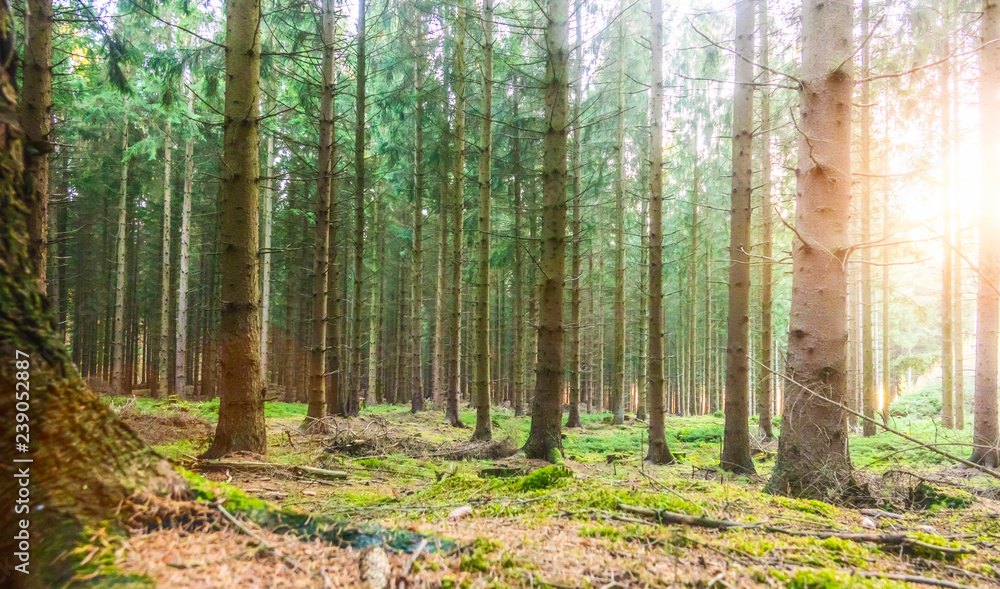 Obraz premium Silent Forest in spring with beautiful bright sun rays