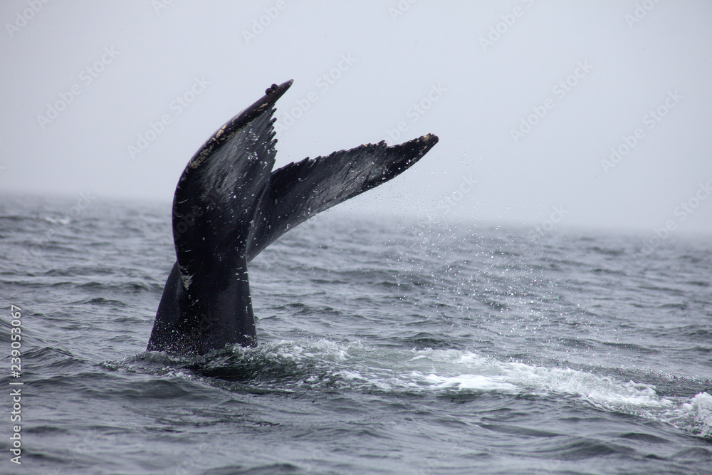 Fototapeta premium Balena