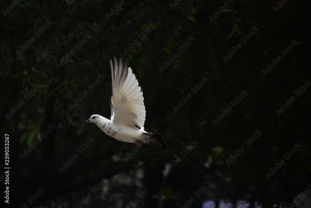 Obraz premium bird in flight