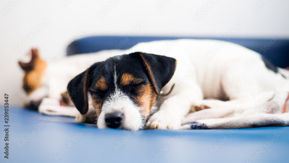 A purebred jack russell terrier puppy lies on the couch, in the background his mother. A purebred jack russell terrier puppy lies on the couch, in the background his mother.