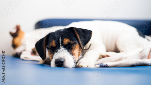 A purebred jack russell terrier puppy lies on the couch, in the background his mother.