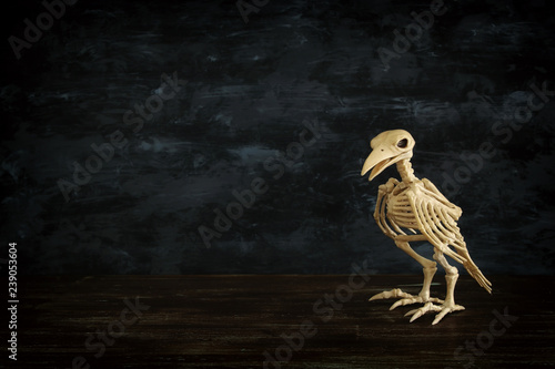 Halloween holiday photo of raven bird skeleton over black wooden background.