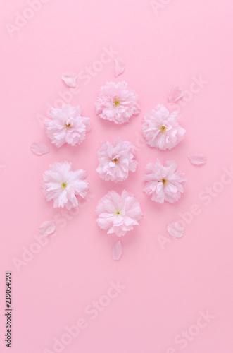 flat lay pink background with sakura fresh flowers