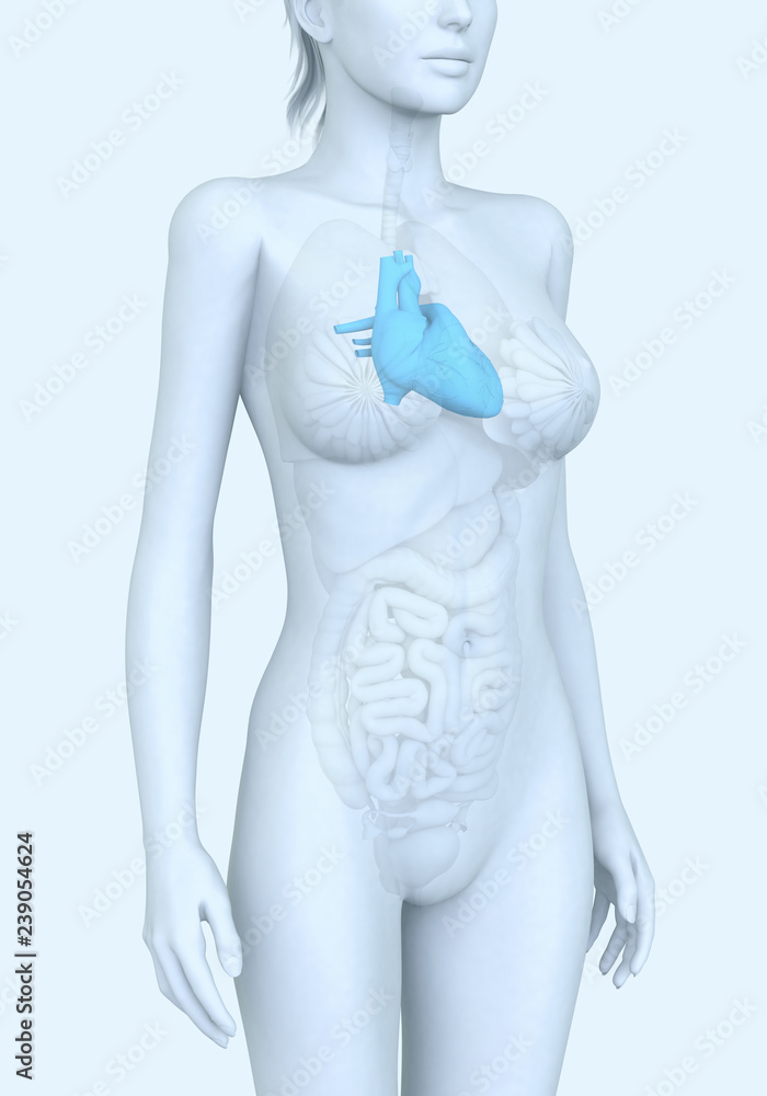 Heart of a woman, medically illustration Heart of a woman, medically illustration