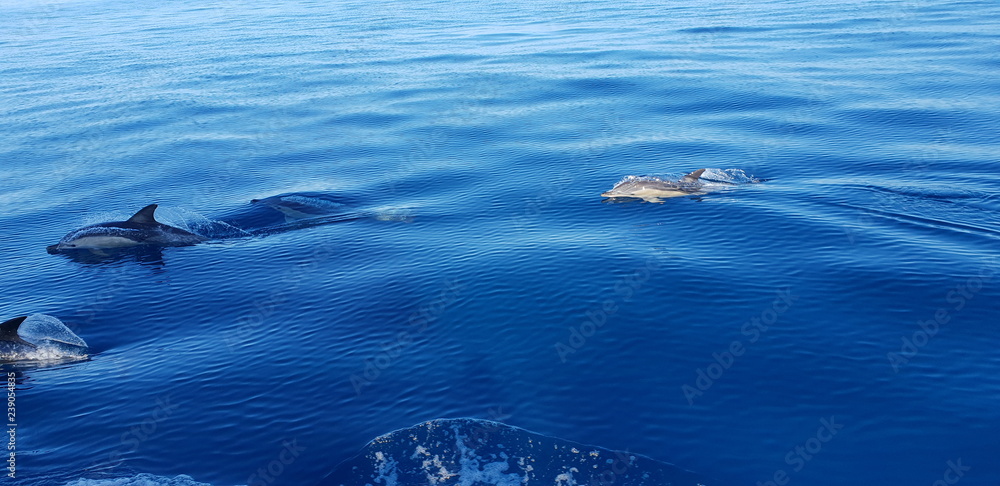 Dolphins in the Algarve, Portugal Dolphins in the Algarve, Portugal
