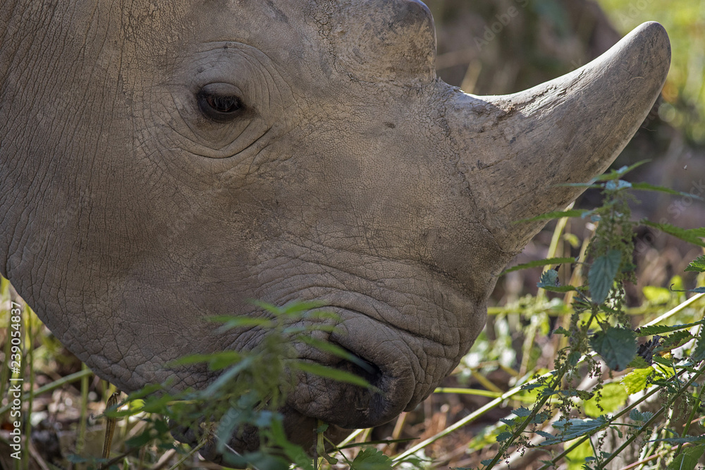 Fototapeta premium Nashorn Kopf Nahaufnahme Augsburg Zoo