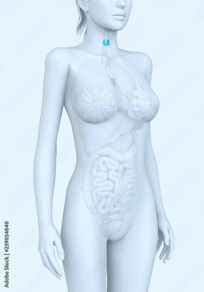 Naklejka premium Thyroid gland of a woman, medically illustration