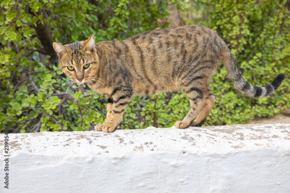 feline cat standing and looking at over white wall in exterior garden