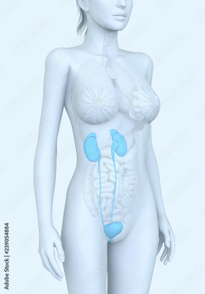 Urinary system of a woman, medically illustration, 3D Urinary system of a woman, medically illustration, 3D