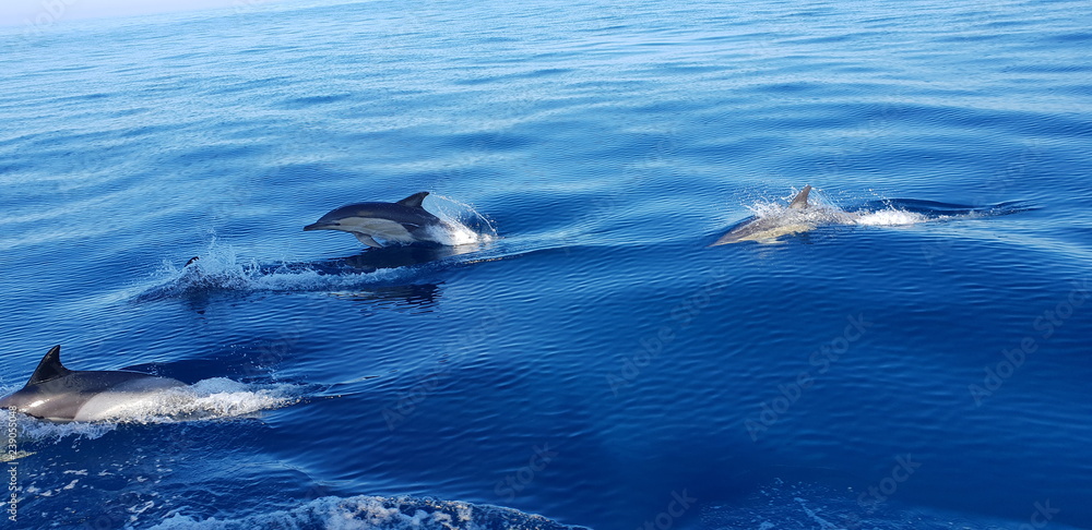 Obraz premium Dolphins in the Algarve, Portugal
