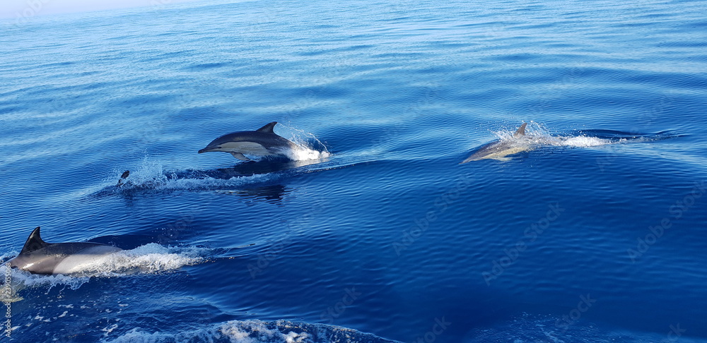 Naklejka premium Dolphins in the Algarve, Portugal
