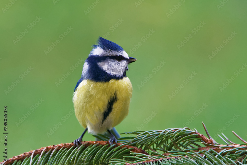 Fototapeta premium Eurasian blue tit