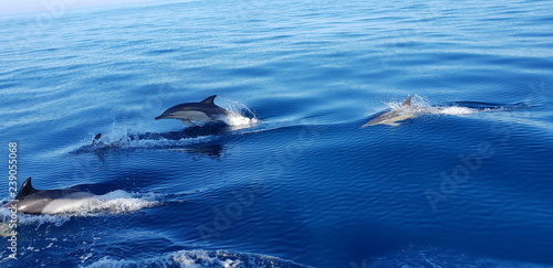 Dolphins in the Algarve  Portugal 