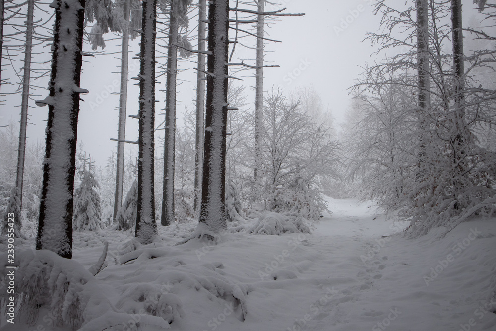 Fototapeta premium verschneiter Wald beim Tanzplan (Sebnitz)