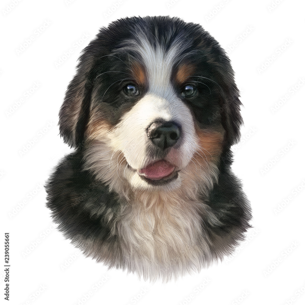 Closeup of Bernese Mountain Dog isolated on white background. Realistic  portrait of Cute puppy. Animal Art collection: Dogs. Hand Painted  Illustration of Pet. Good for T-shirt, pillow. Design template Stock  Illustration |
