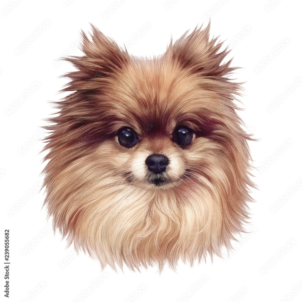 Pomeranian dog. Illustration of handsome puppy isolated on white ...