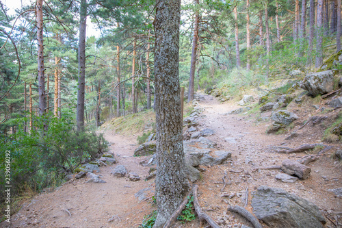 bifurcation in two trails to choose in pine tree forest in Canencia mountain (Madrid, Spain, Europe), one way up and one down photo