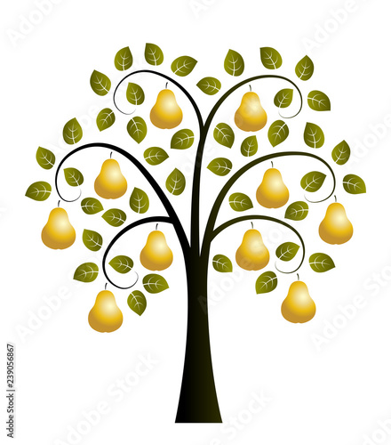 golden pear tree