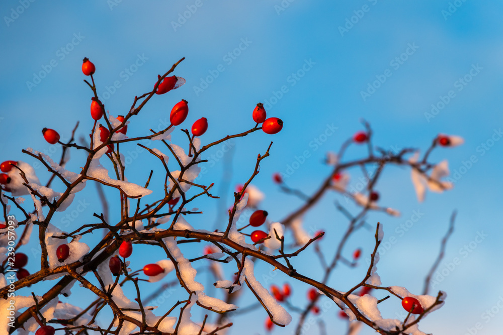 Red rosehip berries covered by snow, winter season in nature Red rosehip berries covered by snow, winter season in nature