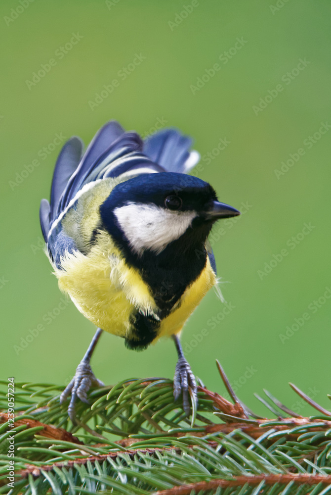 Fototapeta premium Great tit (Parus major)
