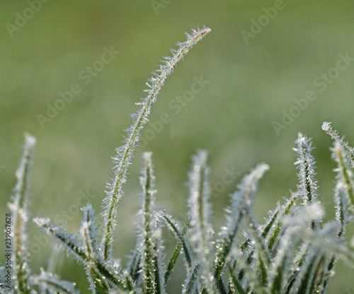 Givre sur des brins d'herbe