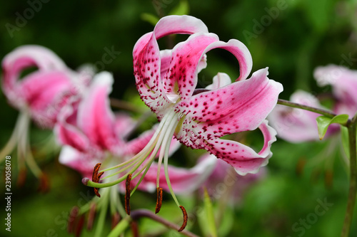 Photos Japanese lilies (lilium speciosum)