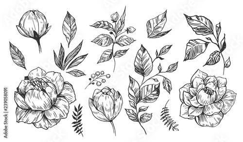 Set of peonies with leaves. Floral elements for design. Vector. Isolated