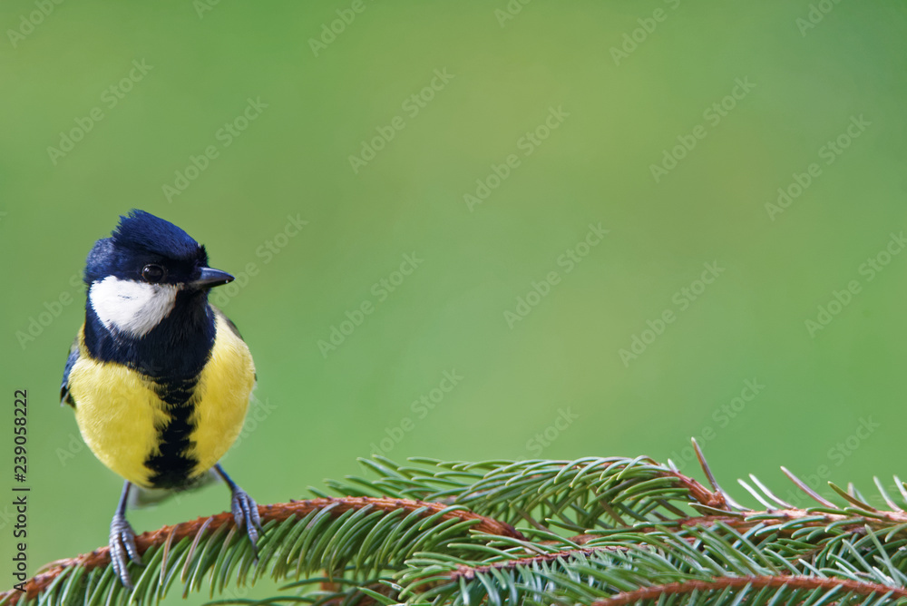 Naklejka premium Great tit (Parus major)