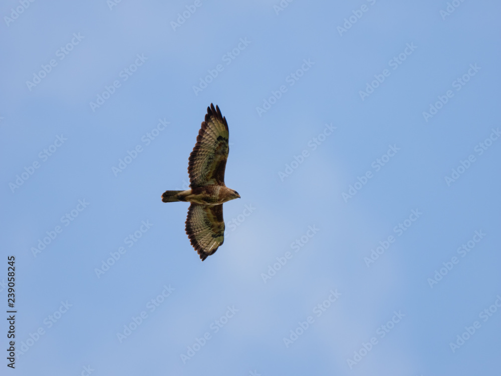 Fototapeta premium Common Buzzard (Buteo buteo).