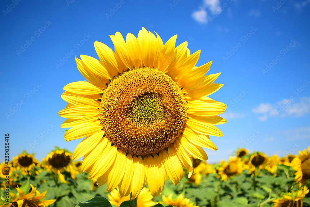 sunflower on background of blue sky