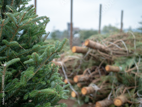 Stack of medium sized douglas fir Christmas trees cut down and sawed on a flatbed truck at market