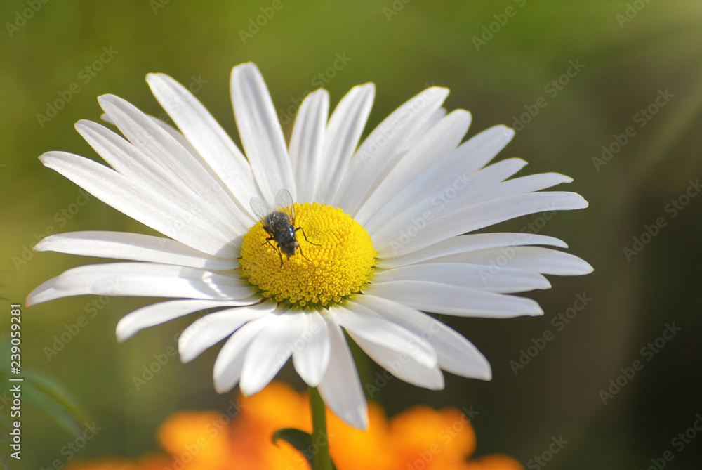 Daisy chamomile flower with a fly sitting on it. Delicate light green Spring summer background with chamomile flowers. Beautiful Nature floral border template. Amazing Square Wallpaper Daisy chamomile flower with a fly sitting on it. Delicate light green Spring summer background with chamomile flowers. Beautiful Nature floral border template. Amazing Square Wallpaper