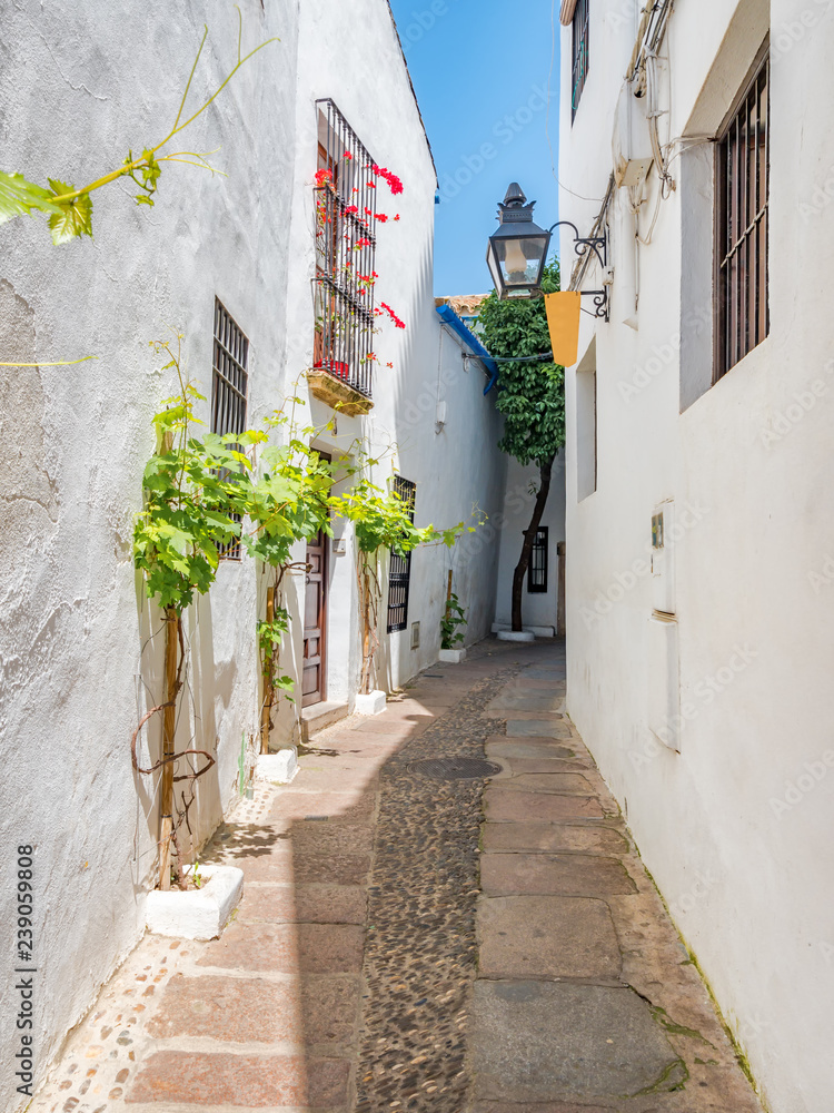 A narrow street of Cordoba, Spain during the traditional flower festival of the Patios
