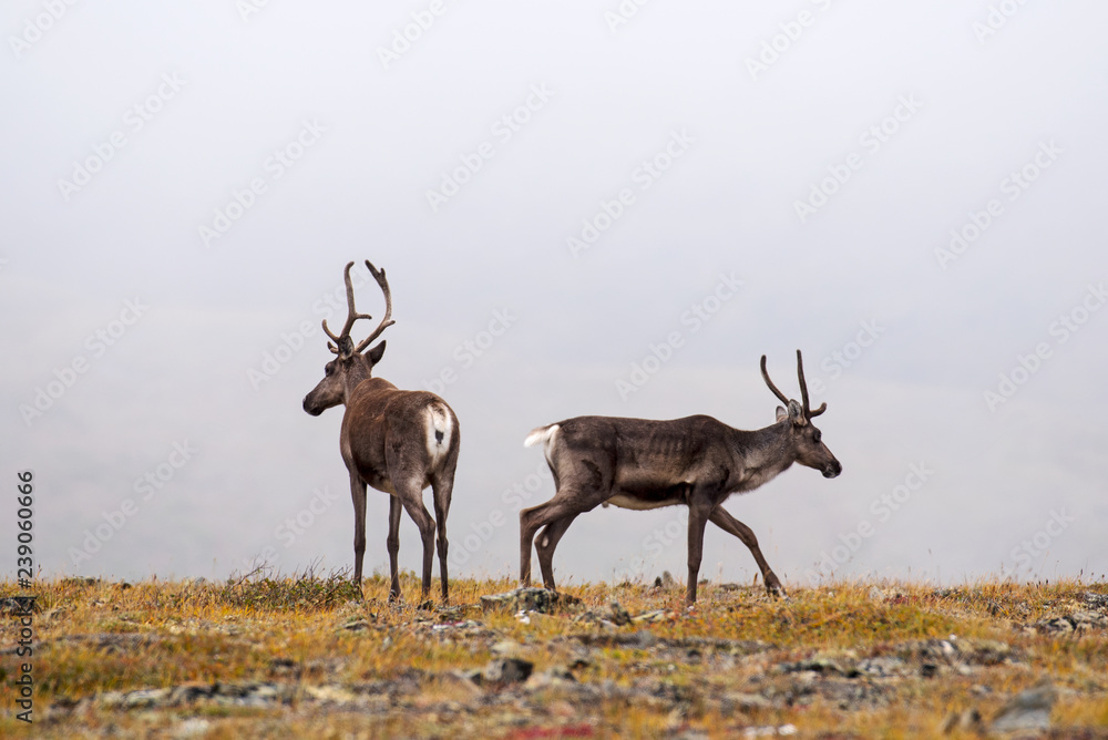 Obraz premium Caribous grazing on a ridge near Eagle Summit of the Steese Highway north-east of Fairbanks, Alaska