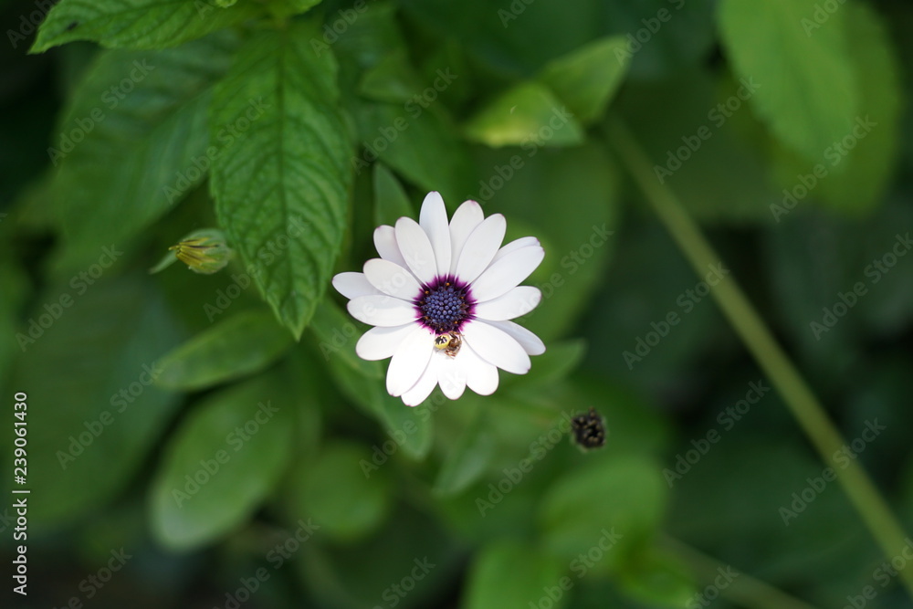 Flor