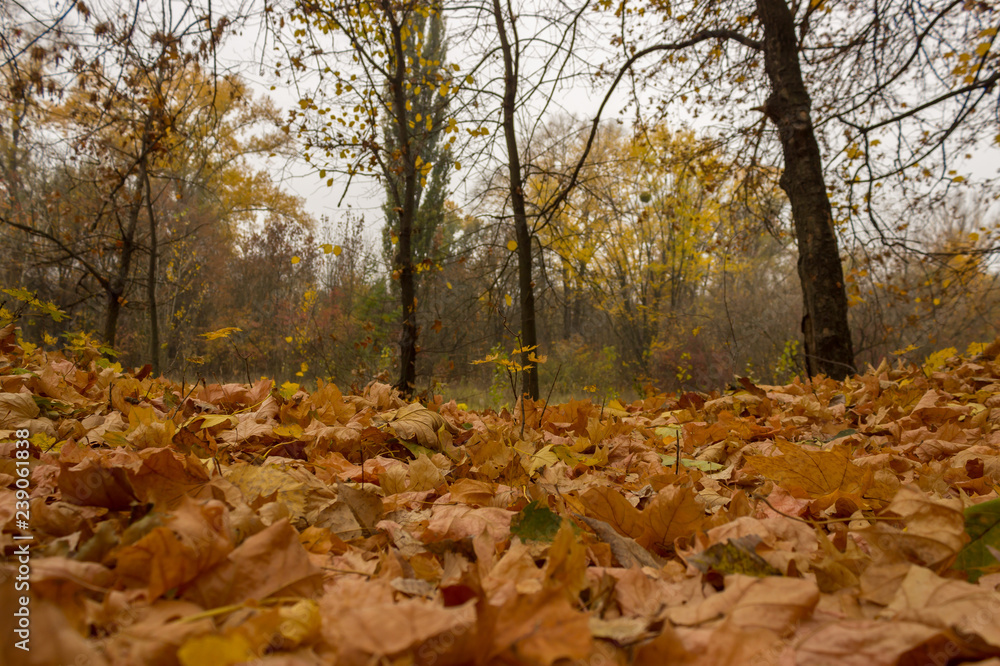 autumn in the city park autumn in the city park
