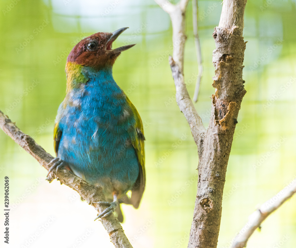Fototapeta premium Bay headed tanager (Tangara gyrola) is a medium sized passerine bird and a resident breeder in Costa Rica.