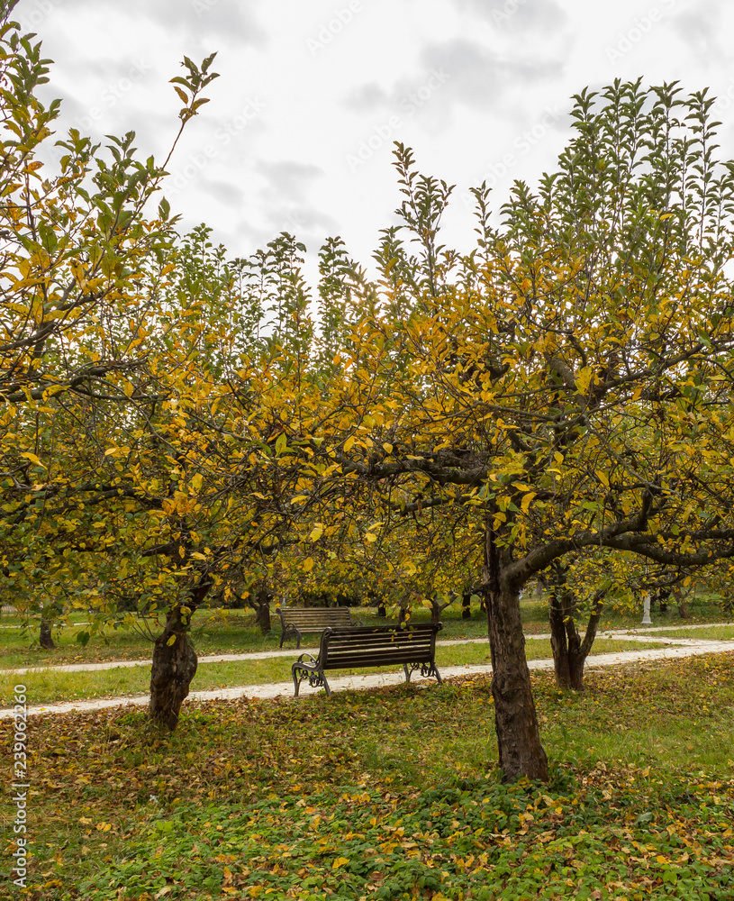 Naklejka premium autumn in the city park