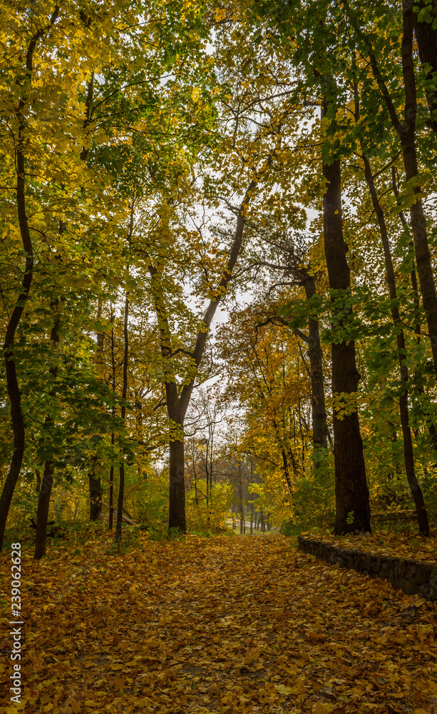 autumn in the city park autumn in the city park