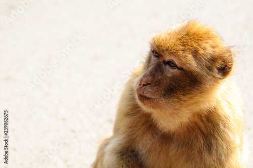 Gibraltar monkey