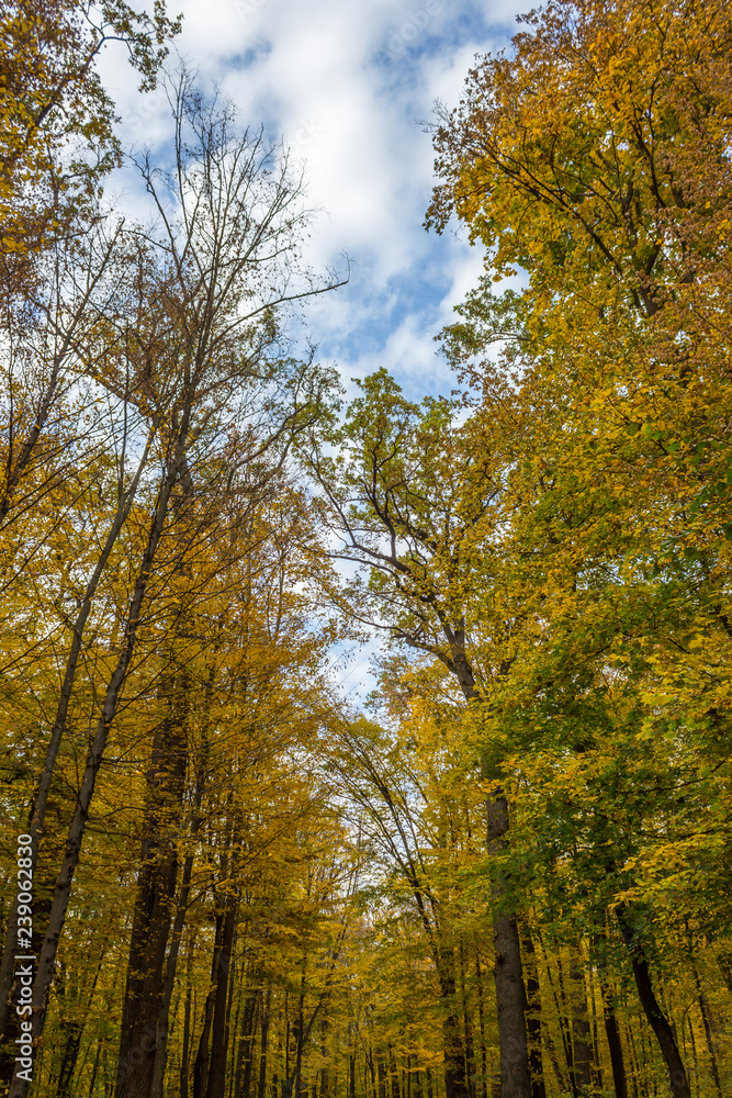 autumn in the park