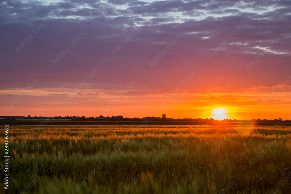 landscape sunset field