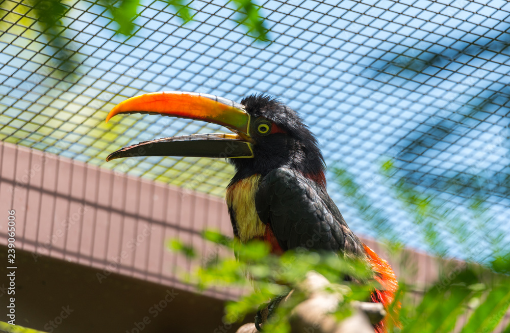 Happy and cheery Collared aracari (Pteroglossus torquatus) toucan is a near passerine bird.
